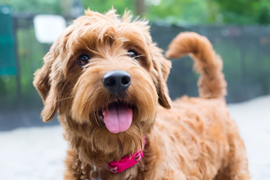 Acclaim at Cary Pointe apartment homes with A fluffy brown dog with a pink collar looks excitedly at a tennis ball, tongue out, outdoors.